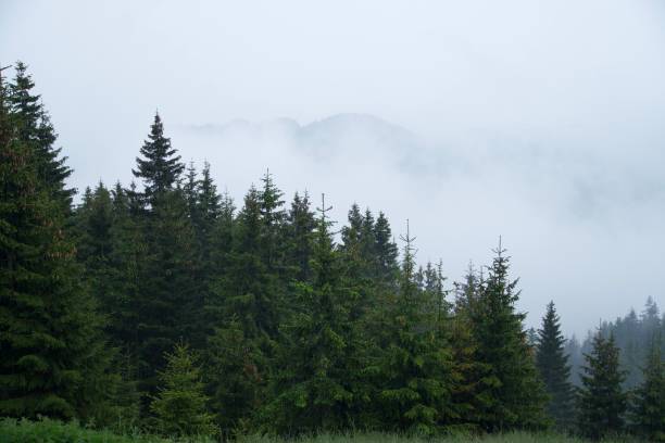 istock Grind 1 Refuge, Piatra Craiului Mountains, Romania 1501657496