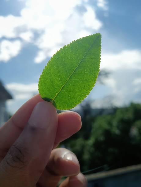 a person is holding a green leaf.