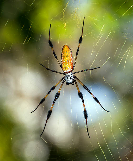 istock golden silk orb-weavers (genus Nephila) 150167104