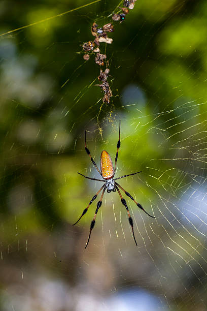 istock golden silk orb-weavers (genus Nephila) 150167144