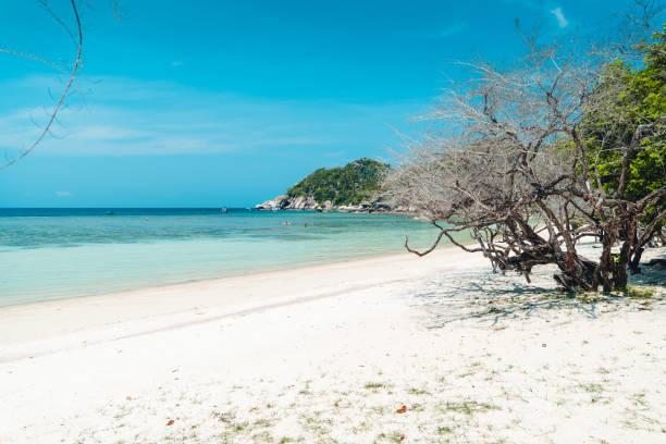 istock white beach on tropical island 1501676511