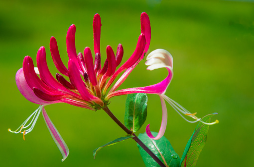 Close up of a beautiful red honeysuckle blossom in a Cape Cod garden against a green grass background.