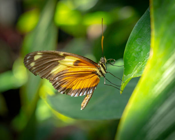 istock Various butterfly on plants and flowers 1501676687