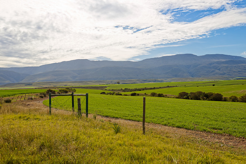 wide angle view of natural green maedow and tree with morning sunlight farm and mountain background in new zealand