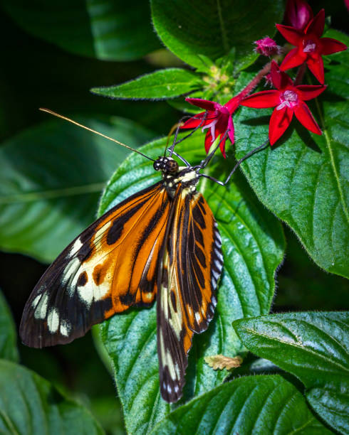 istock Various butterfly on plants and flowers 1501677083