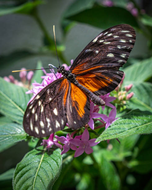 istock Various butterfly on plants and flowers 1501677101