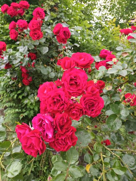 istock Red roses in the garden 1501677387