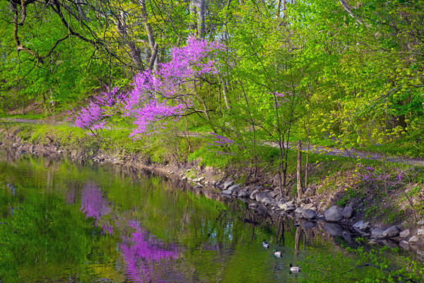 istock Small Creek with Redbud Trees and ducks-Howard County, Indiana 1501677417