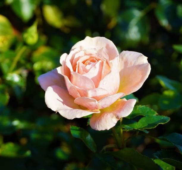 istock a pink rose in a plant. 1501691811