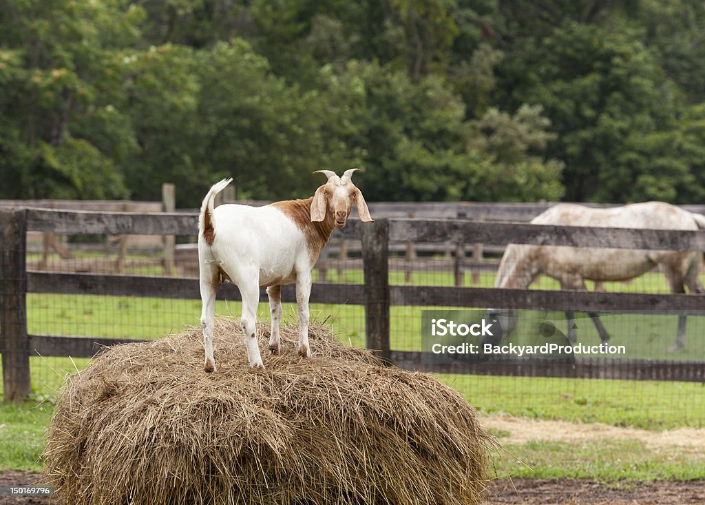 White goat on straw bale in farm field Goat standing on top of bale of straw in farm field with horse Agricultural Field Stock Photo