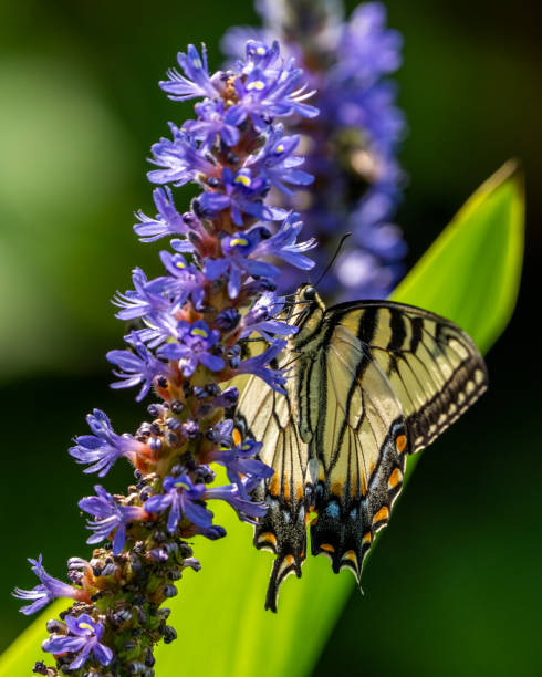 istock Tiger Swallowtail butterfly on flowering water plant 1501700902