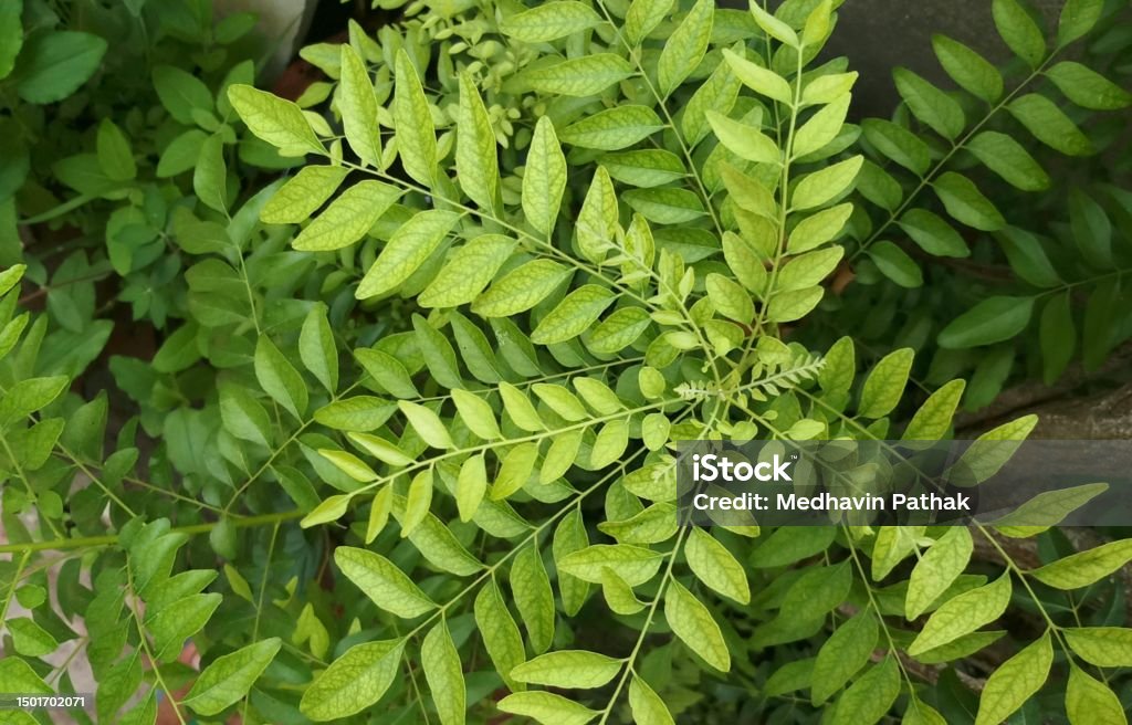 Mitho Multan Mitho Limdo M 1 Stock Photo - Download Image Now - Agricultural Field ...