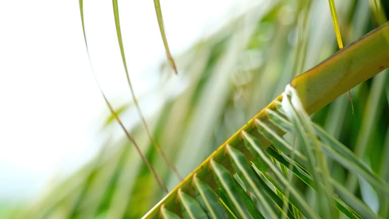 Red fody or red cardinal fody on the green palm tree branch singing clean up its plumage. Beauty in nature and exotic countries traveling concept 4K footage.