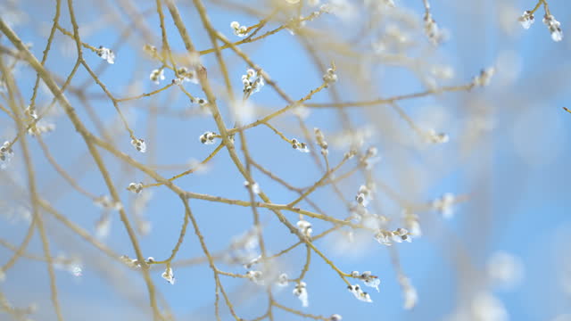 Pussy willow branches ice covered in early spring. Willows bloom against blue sky. Bokeh.