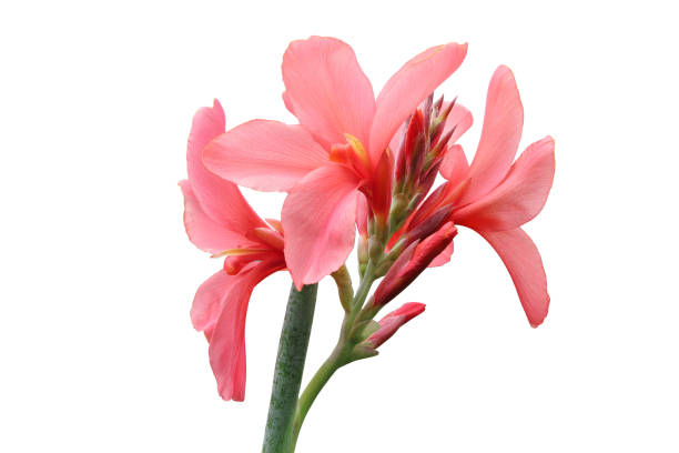 istock Pink canna lily flowers isolated on white 1501718661