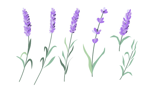 Lavenders, Provence flowers set. French floral herbs. Colored botanical collection. Vector illustration isolated on white background