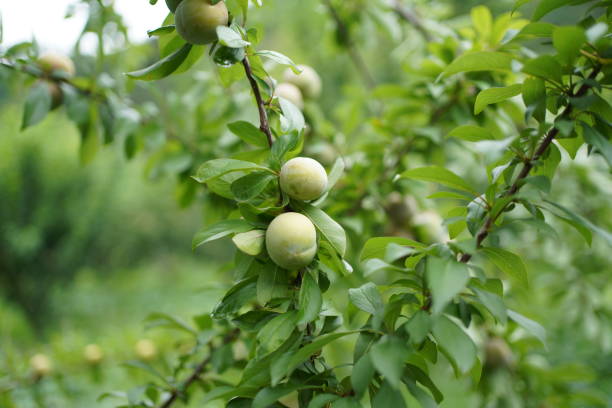 świeże owoce - greengage zdjęcia i obrazy z banku zdjęć