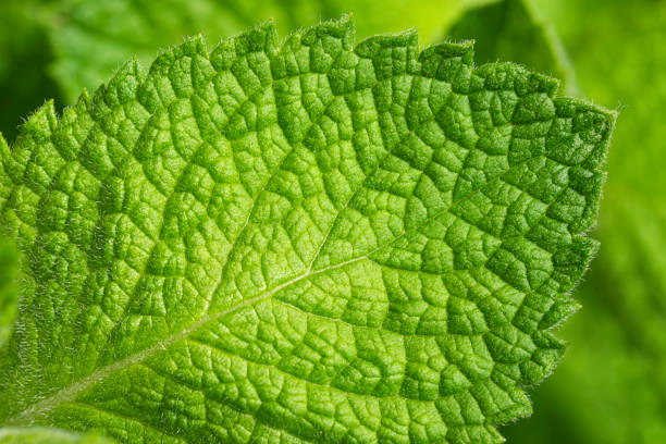 primo piano del macro scatto della foglia di menta verde fresca - menta verde foto e immagini stock