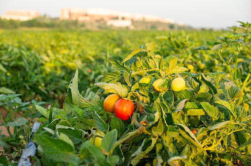 Tomato cultivation field at sunrise.