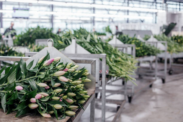 istock The inside of a working lily greenhouse 1501734785