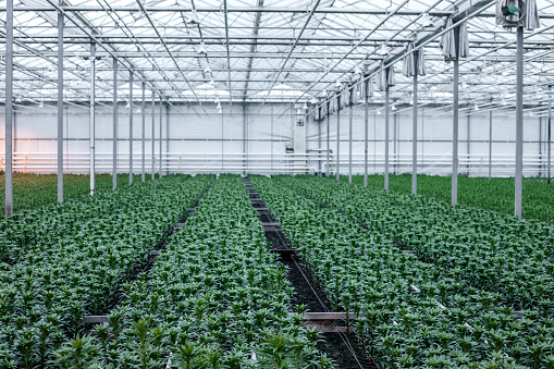 The inside of a working greenhouse