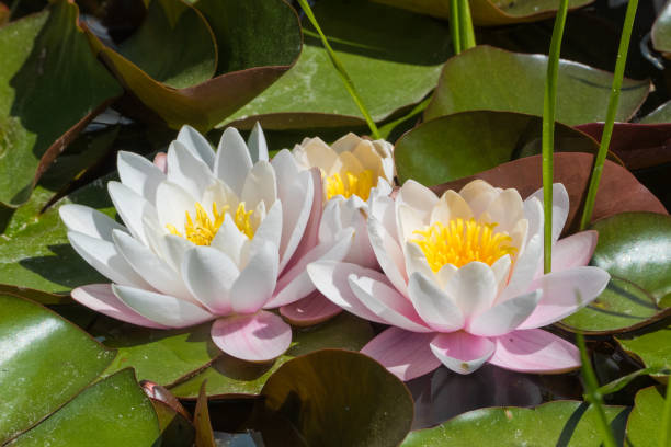 istock Waterlily Blossoms in Pond 1501737512