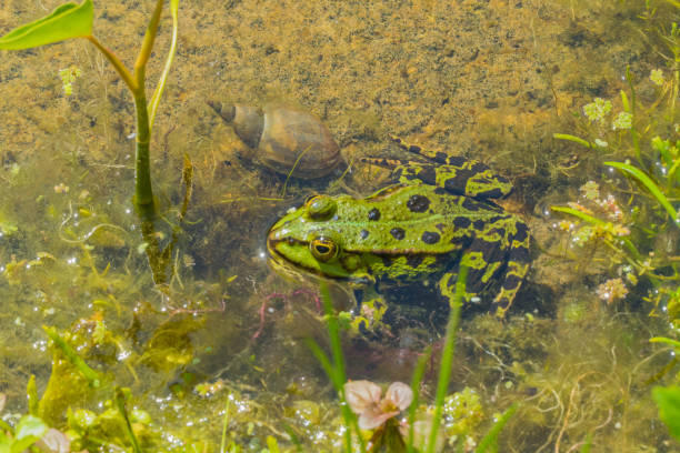 istock Frog in Swamp 1501737559