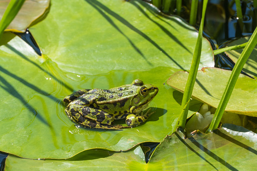 Frogs hide in the water lily pond