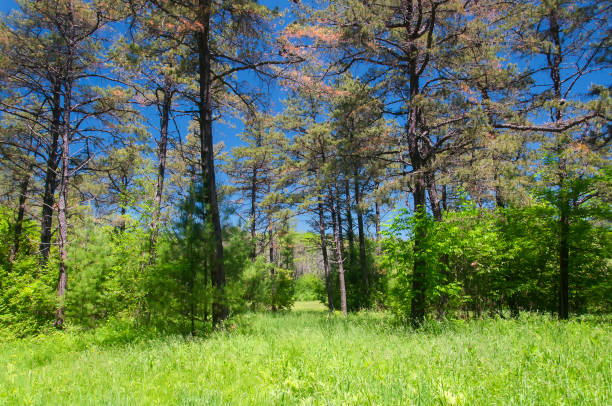 An overgrown field on the great mountain forest iron trail in Caanan Connecticut on a sunny summer day.