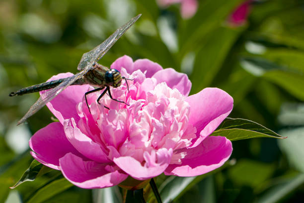 Dragonfly on a peony. Dragonfly on a pink peony flower.