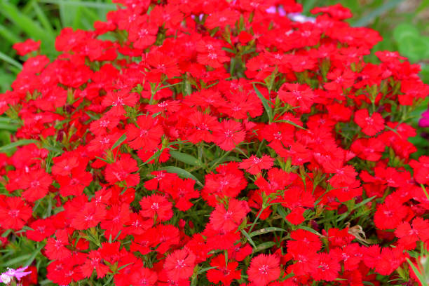 ナデシコ/フリンジピンクの花:人気のコテージガーデンの花
