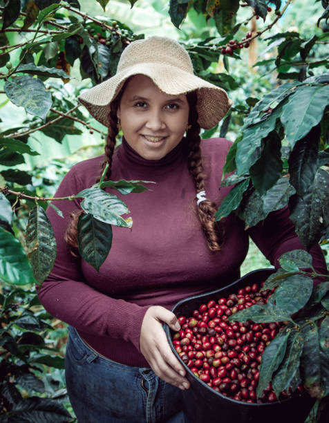 istock Young woman harvests coffee from her coffee plantation 1501739564