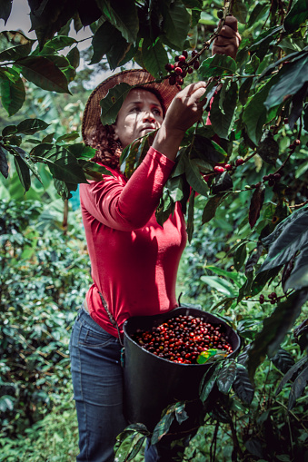 Adult woman harvests coffee from her coffee plantation