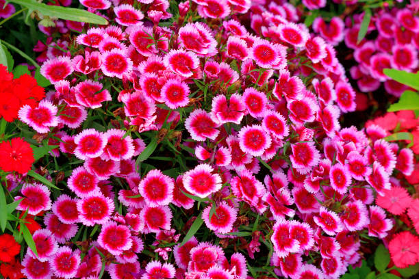 ナデシコ/フリンジピンクの花:人気のコテージガーデンの花