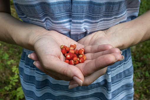 girl holding a harvest of wild strawberries in her hands