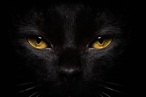 gatto halloween nero-primo piano - retina animale foto e immagini stock
