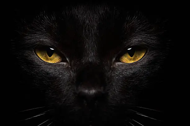 Black Cat Close-up