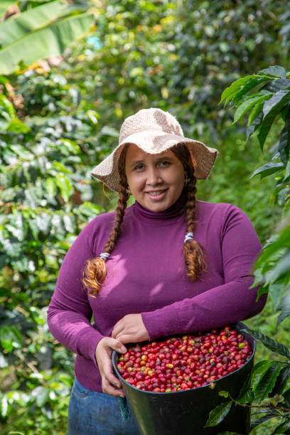 istock Young woman harvests coffee from her coffee plantation 1501741302