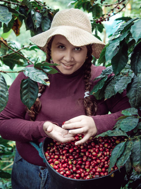 istock Young woman harvests coffee from her coffee plantation 1501741304