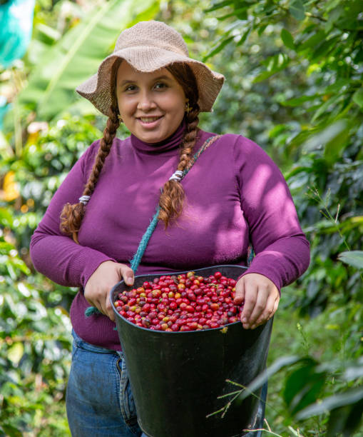 istock Young woman harvests coffee from her coffee plantation 1501741932