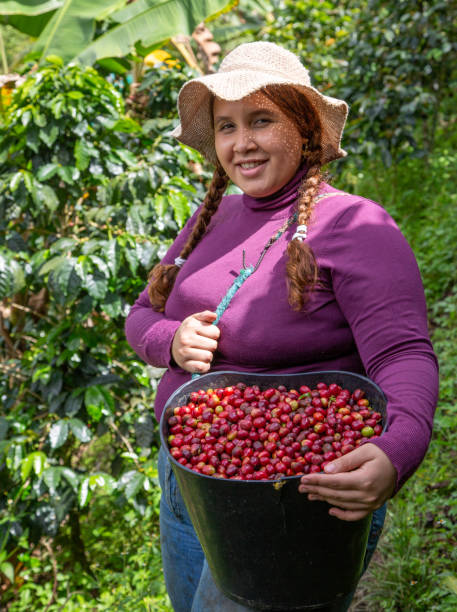 istock Young woman harvests coffee from her coffee plantation 1501741933