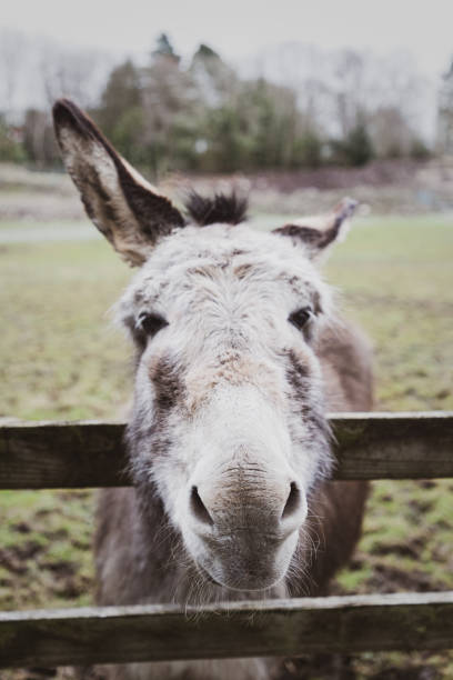 istock Very Curious Farmyard Donkey 1501742475