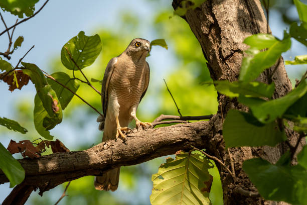 Shikra or Accipiter badius or little banded goshawk bird closeup perched in natural green background in hot summer season outdoor wildlife safari at bandhavgarh national park madhya pradesh india asia Shikra or Accipiter badius or little banded goshawk bird closeup perched in natural green background in hot summer season outdoor wildlife safari at bandhavgarh national park madhya pradesh india asia galapagos hawk stock pictures, royalty-free photos & images