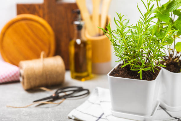 istock Assorted fresh herbs growing in pots against the backdrop of a kitchen interior. Green basil, mint. oregano, thyme and rosemary. Mixed fresh aromatic herbs in pots.Set of culinary herbs.Copy space. 1501747183