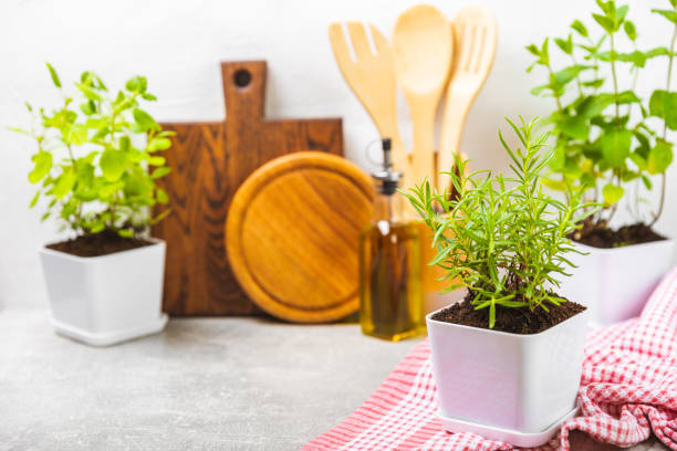 Assorted fresh herbs growing in pots against the backdrop of a kitchen interior. Green basil, mint. oregano, thyme and rosemary. Mixed fresh aromatic herbs in pots.Set of culinary herbs.Copy space.