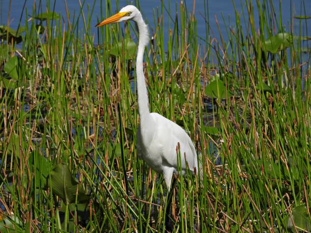 istock Great Egret (Ardea alba) foraging in the Florida wetlands 1501749227