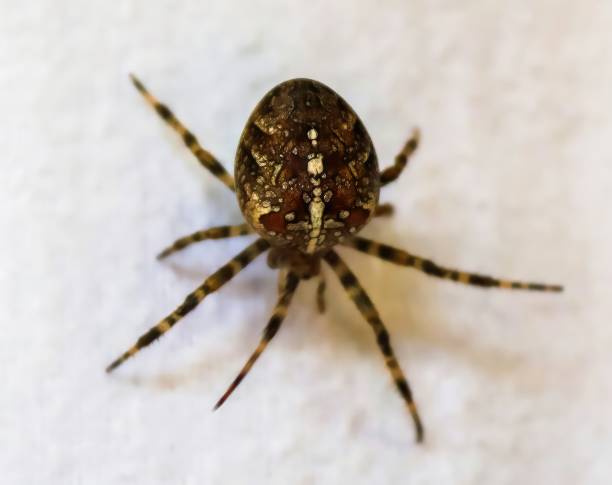 istock Selective focus of a big spider walking on the clothes at a clothesline 1501749604