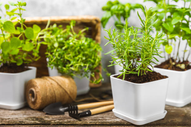 istock Pots with fresh aromatic herbs .Assorted fresh herbs growing in pots on a light background. Close-up. Rosemary, basil, mint, thyme and oregano. Mixed fresh aromatic herbs in a pot.Spicy herbs. 1501749748