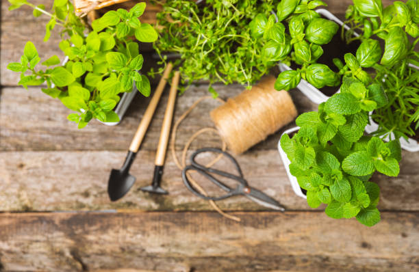 Assorted fresh herbs growing in pots on brown wood. Close-up. Green basil, mint. oregano, thyme and rosemary. Mixed fresh aromatic herbs in pots.Set of culinary herbs.Copy space.Lifestyle concept surtido de hierbas frescas que crecen en macetas sobre madera marrón. primer plano. albahaca verde, menta. orégano, tomillo y romero. mezcla de hierbas aromáticas frescas en macetas. conjunto de hierbas culinarias. espacio de copia. concepto de estilo d