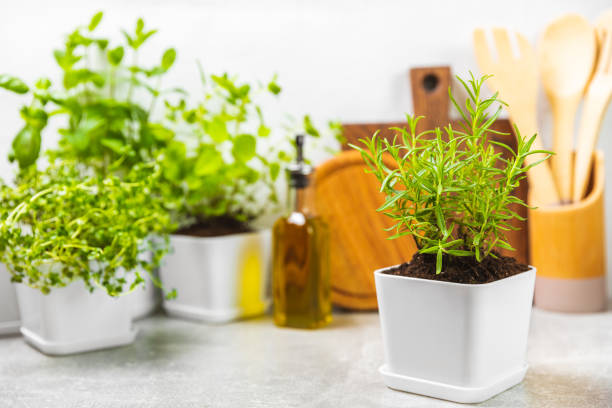 istock Assorted fresh herbs growing in pots against the backdrop of a kitchen interior. Green basil, mint. oregano, thyme and rosemary. Mixed fresh aromatic herbs in pots.Set of culinary herbs.Copy space. 1501749762